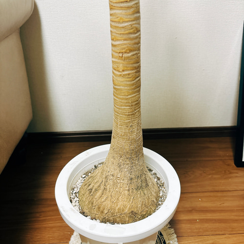 ［現品］14番　トックリラン　8号　ポニーテール　ノリナ　観葉植物　室内　大型 現品］1番 トックリラン 8号 ポニーテール ノリナ 観葉植物 室内