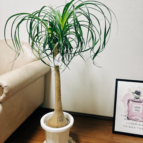 観葉植物　トックリラン　ポニーテール　マヤパーム　ノリナ　マヤツリー　８号鉢 観葉植物 トックリランポニーテール（8号鉢）｜HanaPrime（ハナ