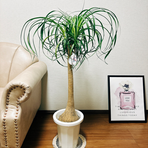 現品］トックリラン ポニーテール 8号 ノリナ 観葉植物 室内 大型 プラ