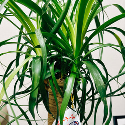 ［現品］トックリラン　ポニーテール　8号　ノリナ　観葉植物　室内　　大型　プラ鉢　B 9枚目の画像