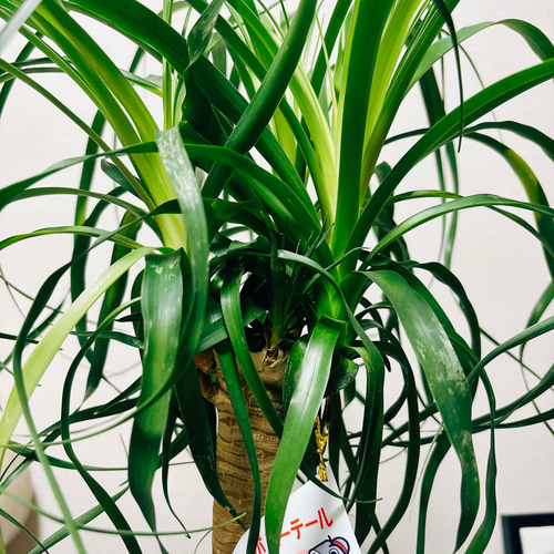 観葉植物　トックリラン　ポニーテール　マヤパーム　ノリナ　マヤツリー　８号鉢 観葉植物 トックリラン ポニーテール マヤパーム ノリナ
