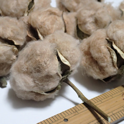 「 綿花 」 茶綿 10個 ドライフラワー　ナチュラル インテリア リース コットンフラワー ハンドメイド 素材、花材に 4枚目の画像