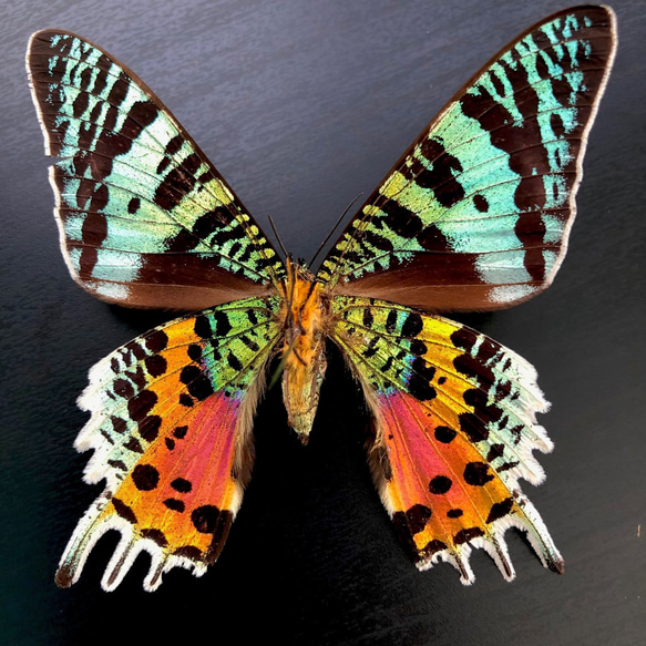 ニシキオオツバメガ翅の虹色ネックレス(ゴールド) 10枚目の画像