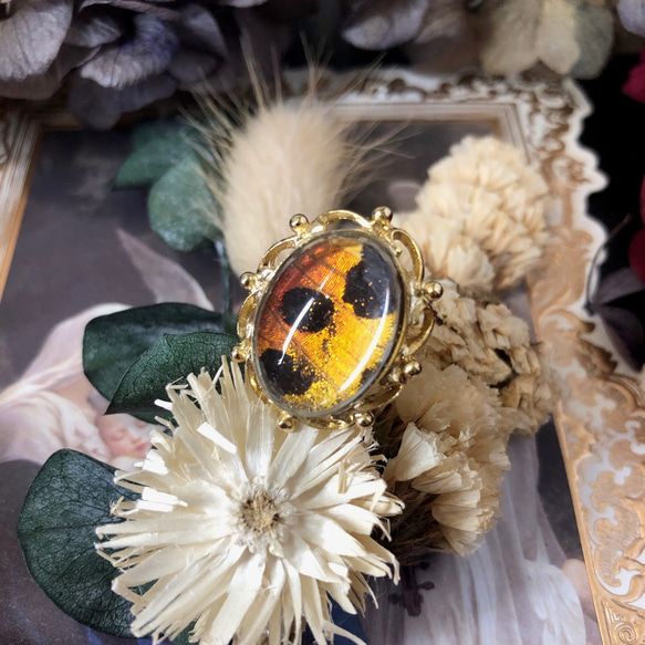 ニシキオオツバメガ翅の指輪(ゴールド) 2枚目の画像