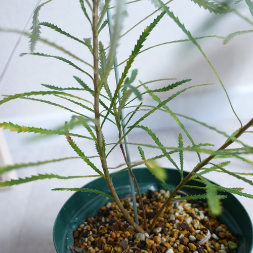 ヘアピンバンクシア ネイティブプランツ 苗 ドライガーデン ヘアピン