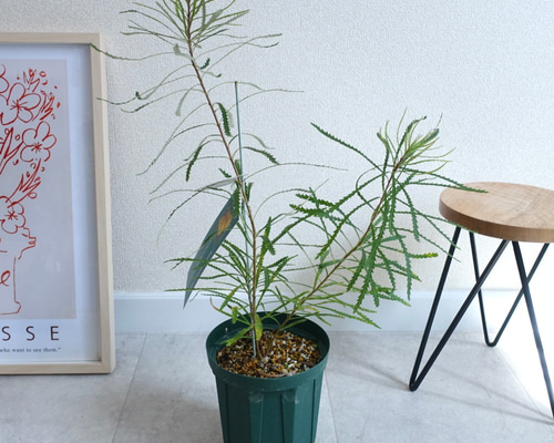 b4dd42d59ccd6a40898594d605d2e0