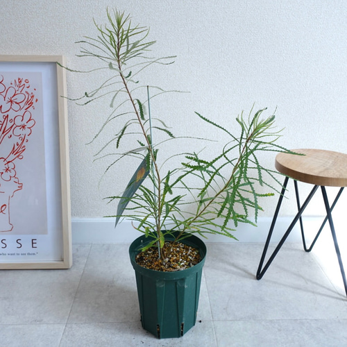 光触媒　人工観葉植物　ウォールグリーン　フェイクグリーン　フラワー　斑入りユッカ