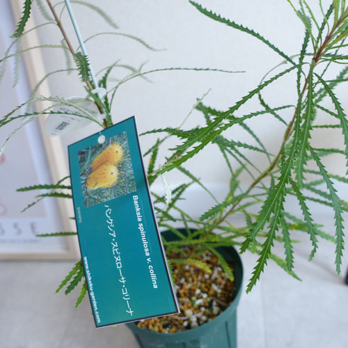 ヘアピンバンクシア スピヌローサ8号角鉢高さ110センチ ヘアピンバンクシア スピヌローサ8号角鉢高さ110センチ