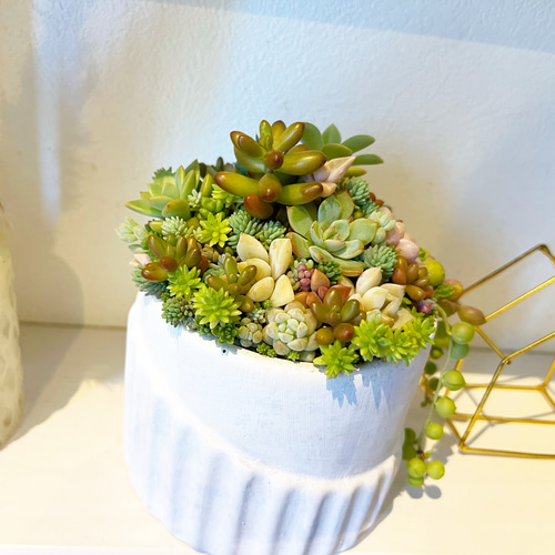 1点限定販売☆ インテリア 多肉植物 寄せ植え ホワイト グリーン