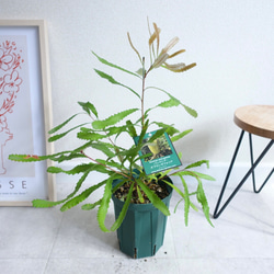 希少 シェフレラ マルコ 丸い葉っぱ レア品種 観葉植物