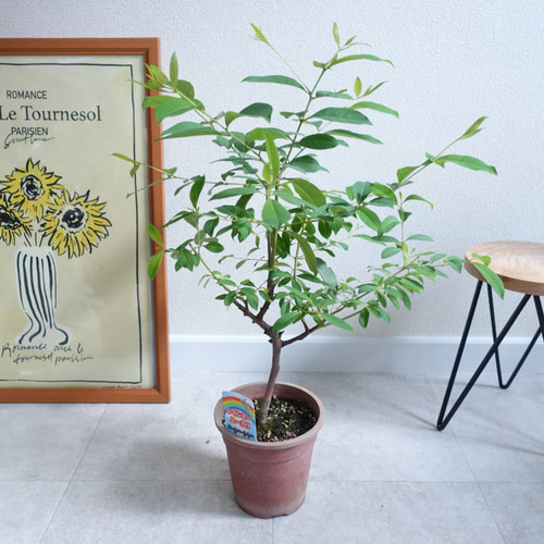 珍種☆レインボーユーカリ2.6M(鉢底から) 珍種☆レインボーユーカリ2.6M(鉢底から)