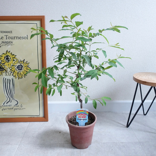 希少 レインボー ユーカリ 苗 苗木 オージープランツ その他インテリア