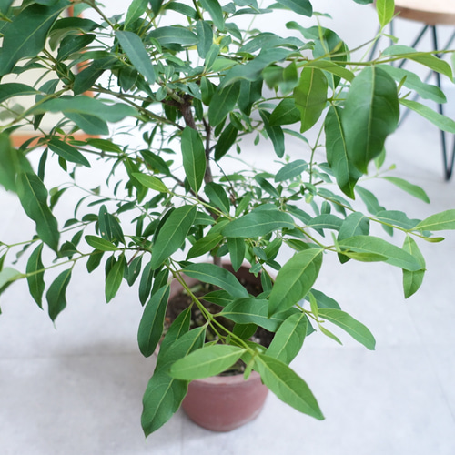 希少 レインボー ユーカリ 苗 苗木 オージープランツ その他インテリア