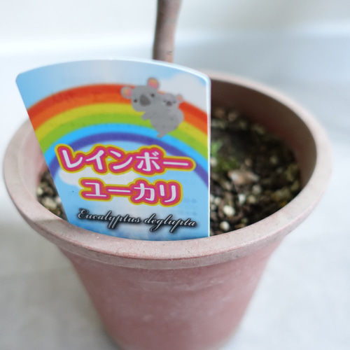 希少 レインボー ユーカリ 苗 苗木 オージープランツ その他インテリア