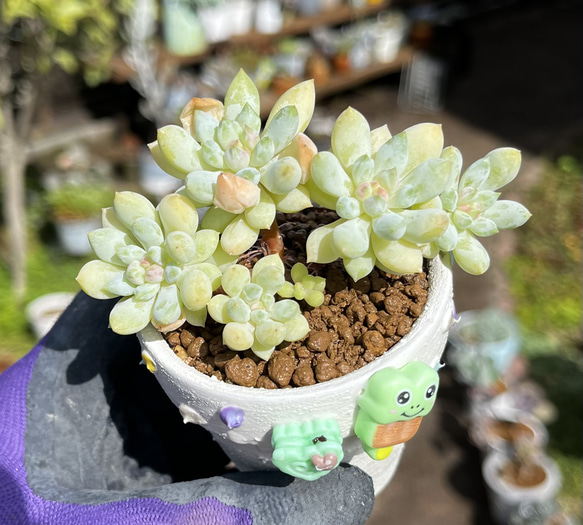 クラウンボール 群生 厳選韓国苗 ネームタグ付き 多肉植物 〜Green 