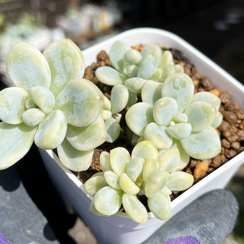SOLD ピンクラウル錦 群生 厳選韓国苗 ネームタグ付き 多肉植物