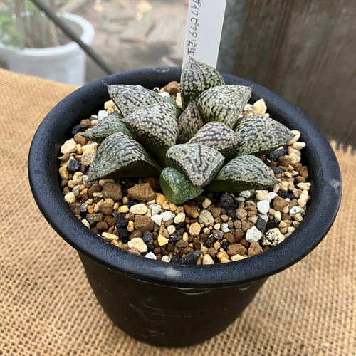 未繁殖 ピクタ銀河実生 黄金ノリ斑 多肉植物 ハオルチア アロエ 未繁殖 ピクタ銀河実生 黄金ノリ斑 多肉植物 ハオルチア アロエ ピクタ