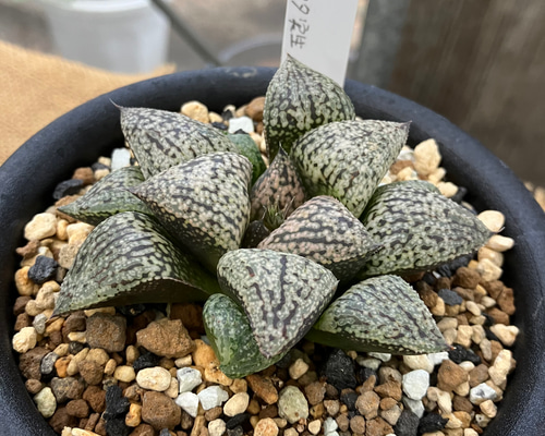 fc083756d159462ff19cec3aa229dc