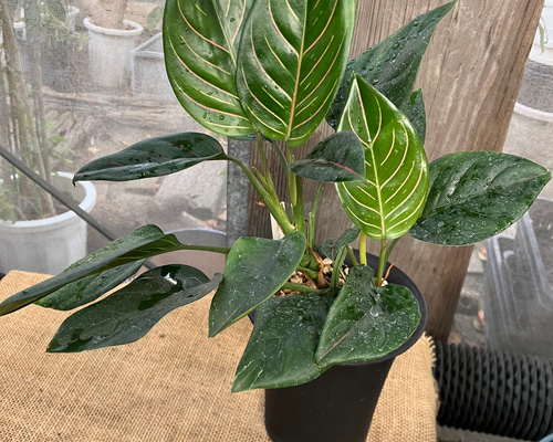 87705a7601741b2c574561cb6f5998