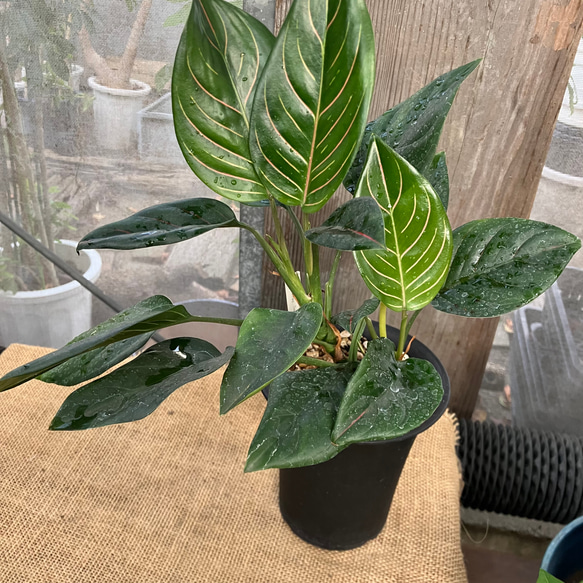 アグラオネマ ロツンダム（ロタンダム） 多肉植物 アルファ