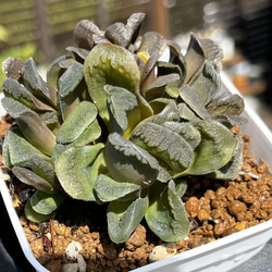 レア苗新作！新入荷】ハオルチア 韓国苗 バタフライ大苗 多肉植物 レア