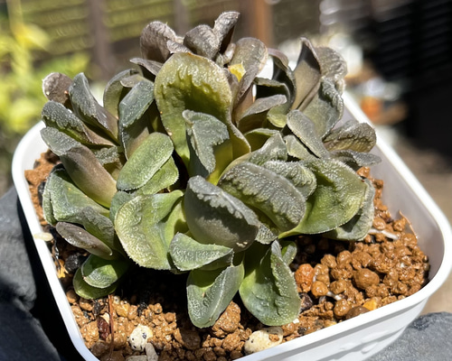 9242888399938ce6642635f2b9fdf6