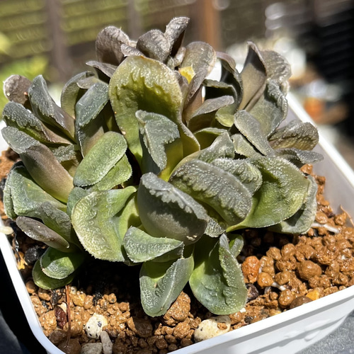 ピグマエア ハオルチア 厳選韓国苗 ネームタグ付き 多肉植物 〜Green