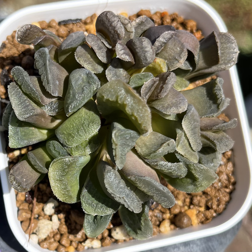 ピグマエア ハオルチア 厳選韓国苗 ネームタグ付き 多肉植物 〜Green