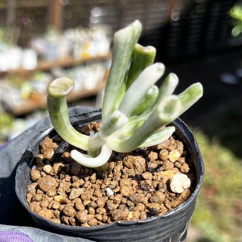 SOLD ゴーラム錦① 厳選韓国苗 ネームタグ付き 多肉植物 〜Green〜多肉 