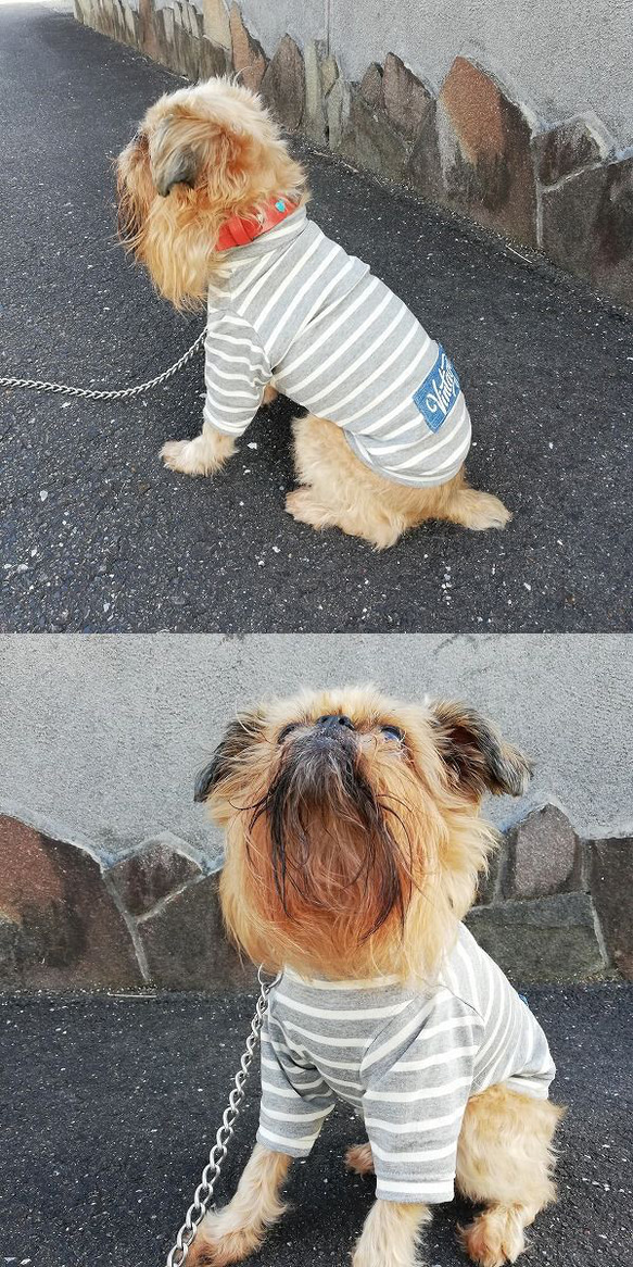 犬服オリジナル　【Vintage】デニムワッペン・袖付ボーダー犬服2402　#ボストンテリア #フレンチブルドッグ 2枚目の画像