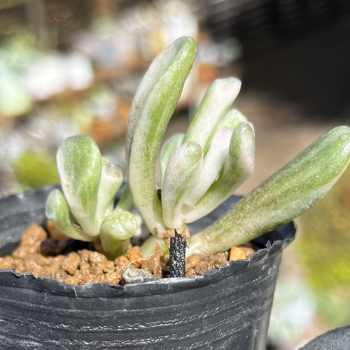 SOLD ゴーラム錦② 厳選韓国苗 ネームタグ付き 多肉植物 〜Green〜多肉 