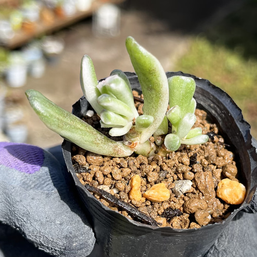 SOLD ゴーラム錦② 厳選韓国苗 ネームタグ付き 多肉植物 〜Green〜多肉 