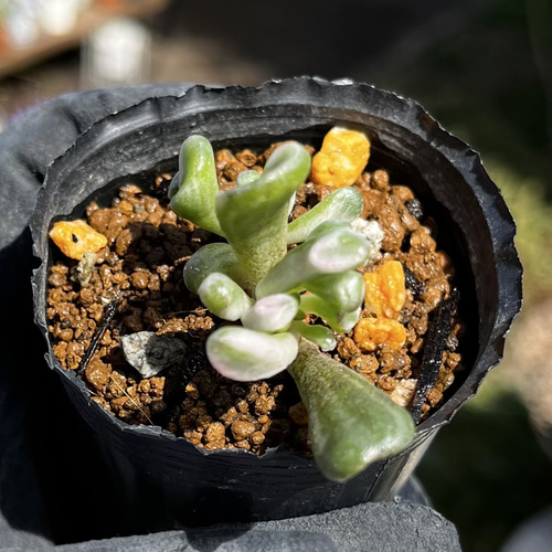SOLD ゴーラム錦② 厳選韓国苗 ネームタグ付き 多肉植物 〜Green〜多肉 