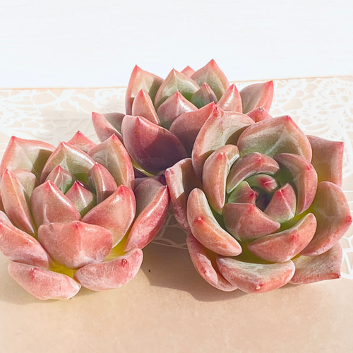 レア】多肉植物 韓国苗4種セット 多肉植物 Dia Lily 通販 16676370