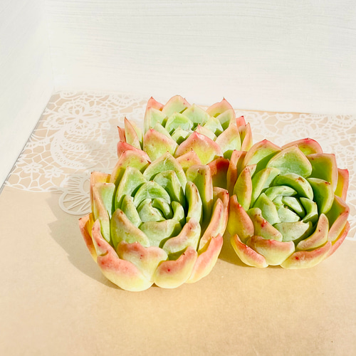 レア】多肉植物 韓国苗4種セット 多肉植物 Dia Lily 通販 16676370