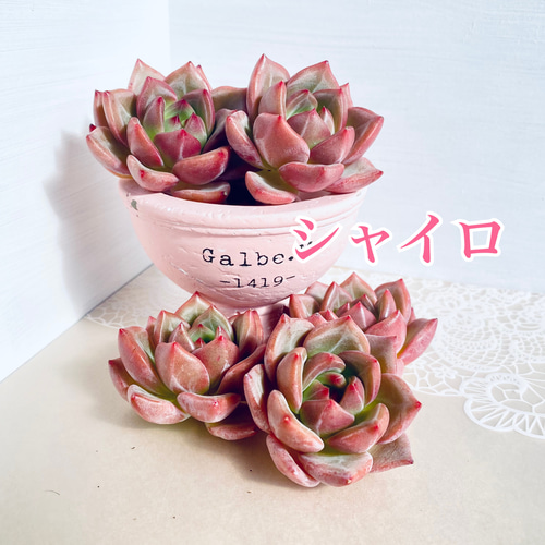 レア】多肉植物 韓国苗4種セット 多肉植物 Dia Lily 通販 16676370