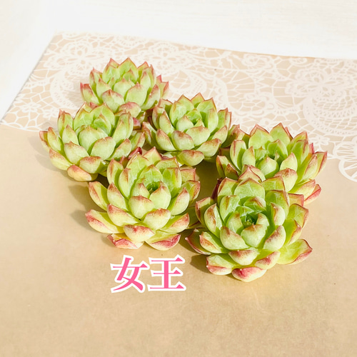 多肉植物 韓国苗 ♡yuiruna♡様 多肉植物 韓国苗 ♡yuiruna♡様 多肉植物 (韓国苗) カット苗
