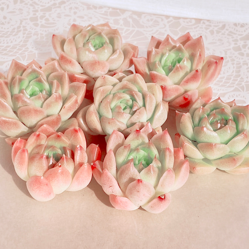 レア】多肉植物 韓国苗4種セット 多肉植物 Dia Lily 通販 16676370