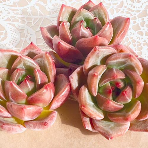 レア】多肉植物 韓国苗4種セット 多肉植物 Dia Lily 通販 16676370