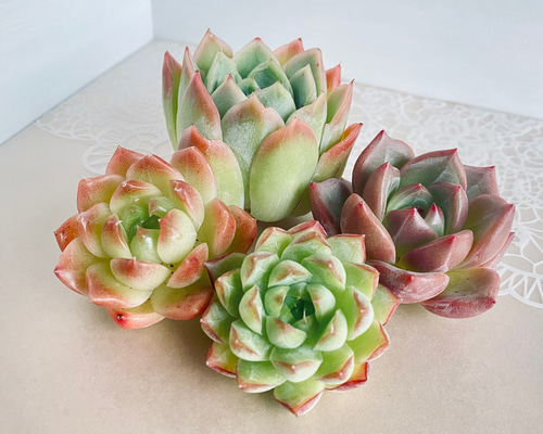 ce6a0c3e400458de4385f487b18511