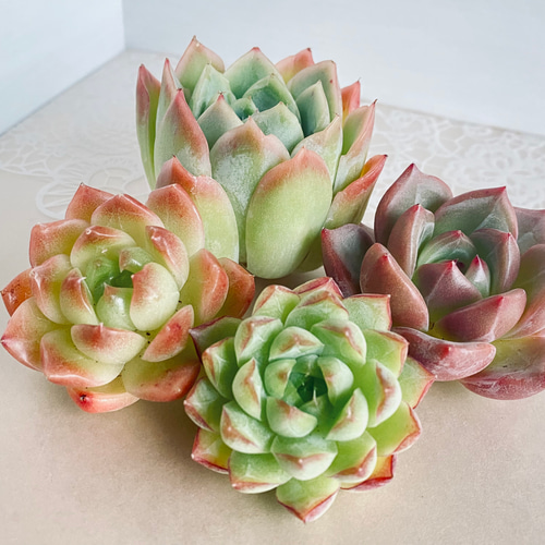 レア】多肉植物 韓国苗4種セット 多肉植物 Dia Lily 通販 16676370