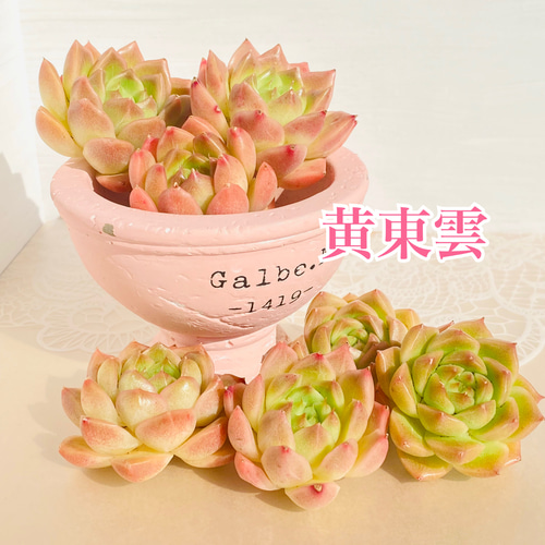 レア】多肉植物 韓国苗4種セット 多肉植物 Dia Lily 通販 16676370