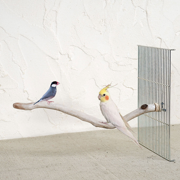 鳥籠用浮木鱸魚 [Birdland Lullaby] 鳥籠用鱸魚 065 第1張的照片