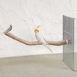 鳥籠用浮木鱸魚 [Birdland Lullaby] 鳥籠用鱸魚 067 第1張的照片