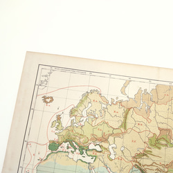1910年代当時の植物のグループの重要な分布図の地図資料 アンティーク 古地図  図版 マイヤー百科事典 1957-60 7枚目の画像