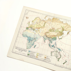 1910年代当時の植物のグループの重要な分布図の地図資料 アンティーク 古地図  図版 マイヤー百科事典 1957-60 2枚目の画像