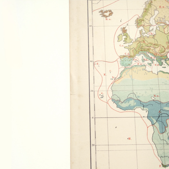 1910年代当時の植物のグループの重要な分布図の地図資料 アンティーク 古地図  図版 マイヤー百科事典 1957-60 5枚目の画像