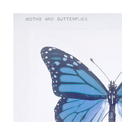 青い蝶の標本 アートポスター (54_blue_butterfly2) 7枚目の画像
