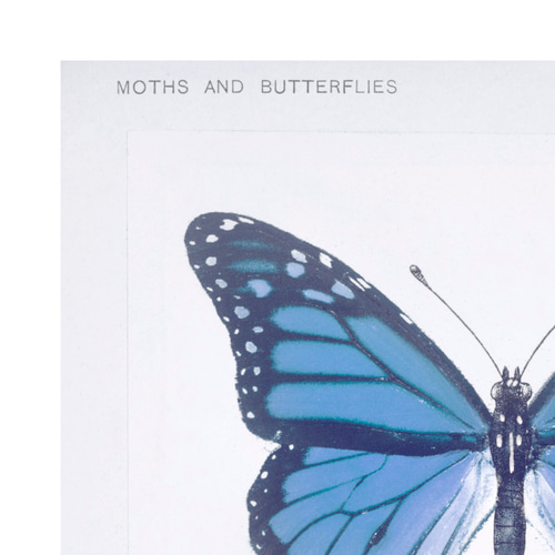 青い蝶の標本 アートポスター (54_blue_butterfly2)｜北欧 インテリア