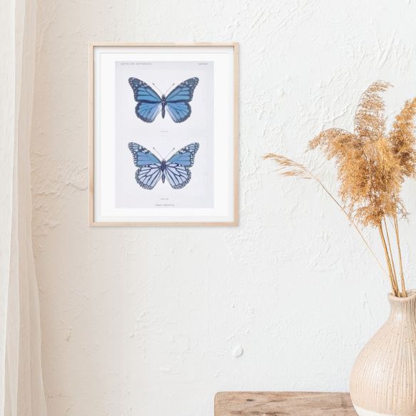 青い蝶の標本 アートポスター (54_blue_butterfly2) 3枚目の画像
